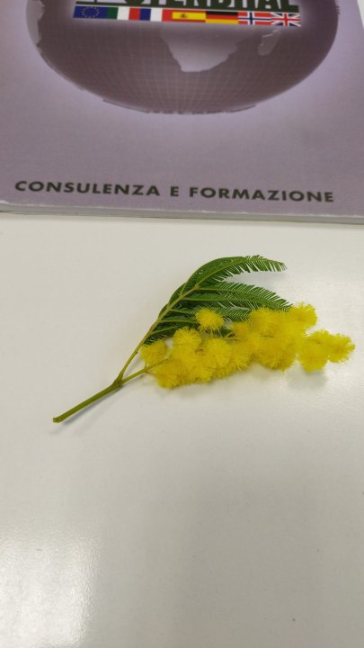 Sajedi Saba - Inglese, Chimica, Biologia tutor